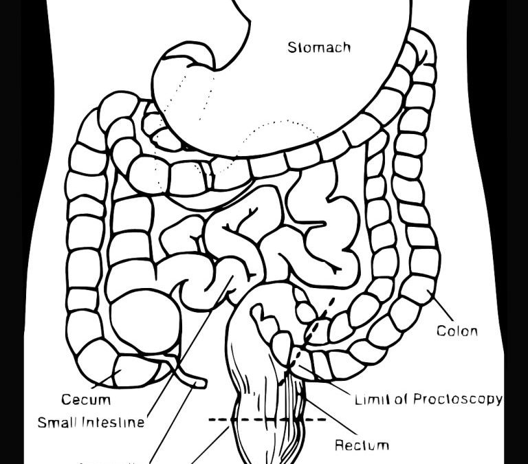 intestino